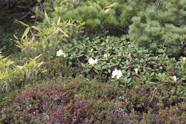 高山植物